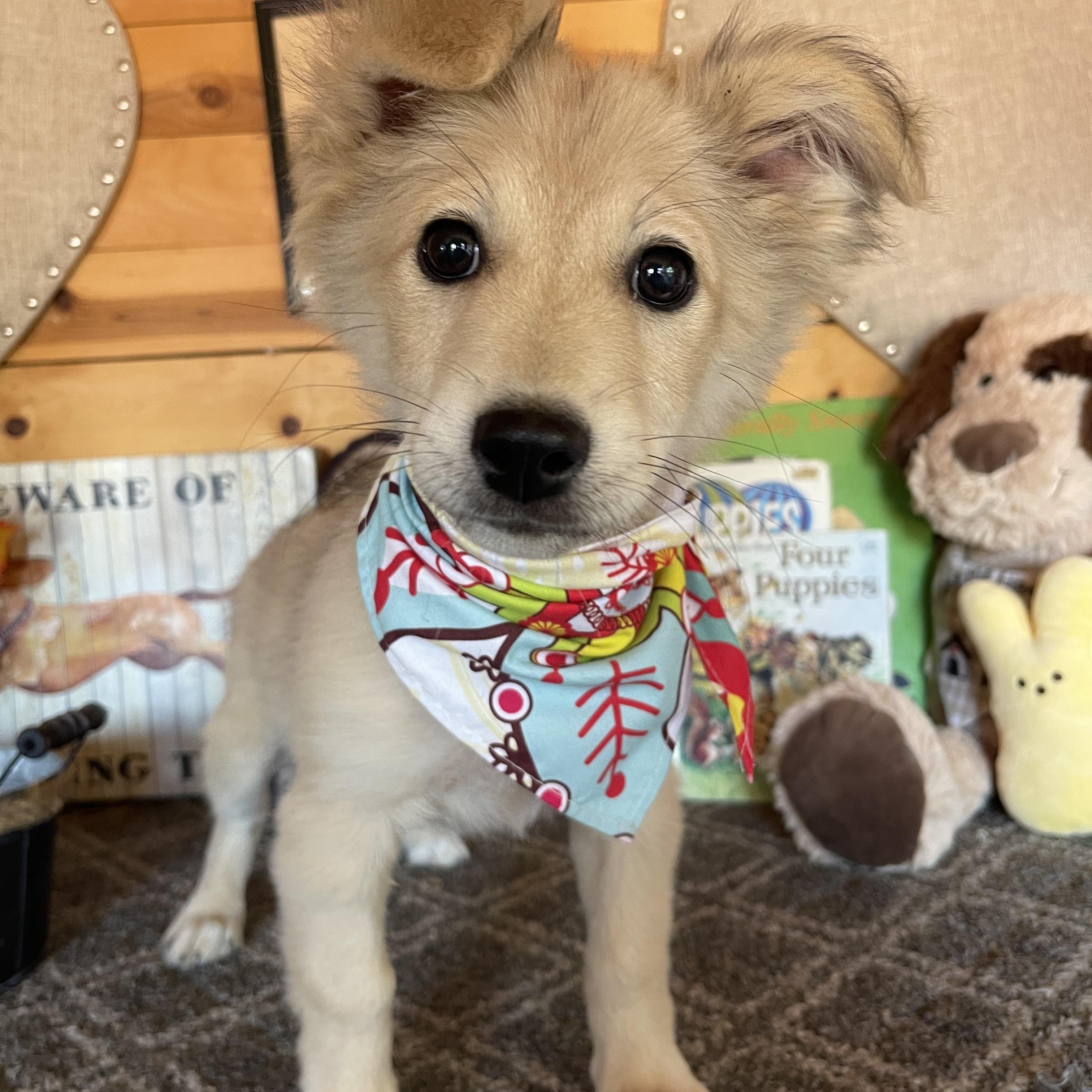 Clara, an adopted mixed breed in Vacaville, CA image 4/4