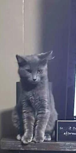 Trixie and Xena (Rehoming bonded pair)