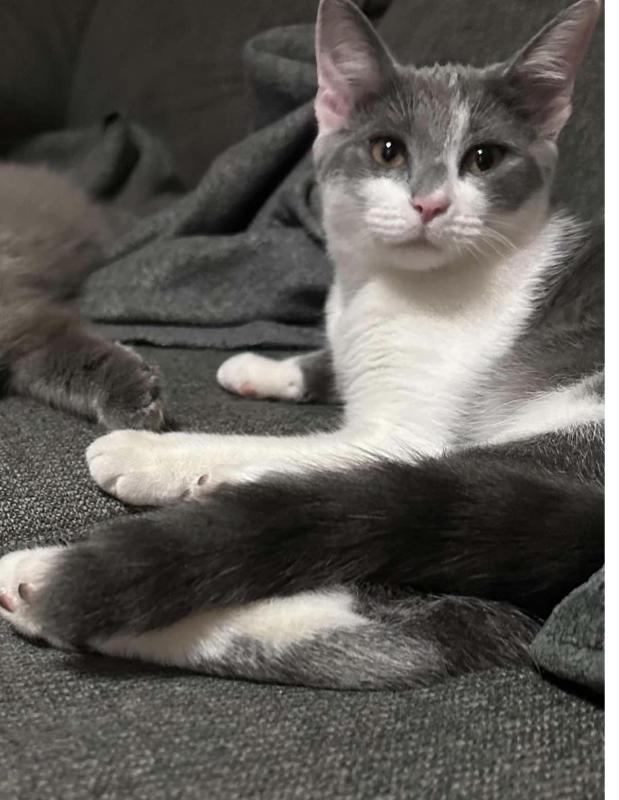 Trixie and Xena (Rehoming bonded pair)