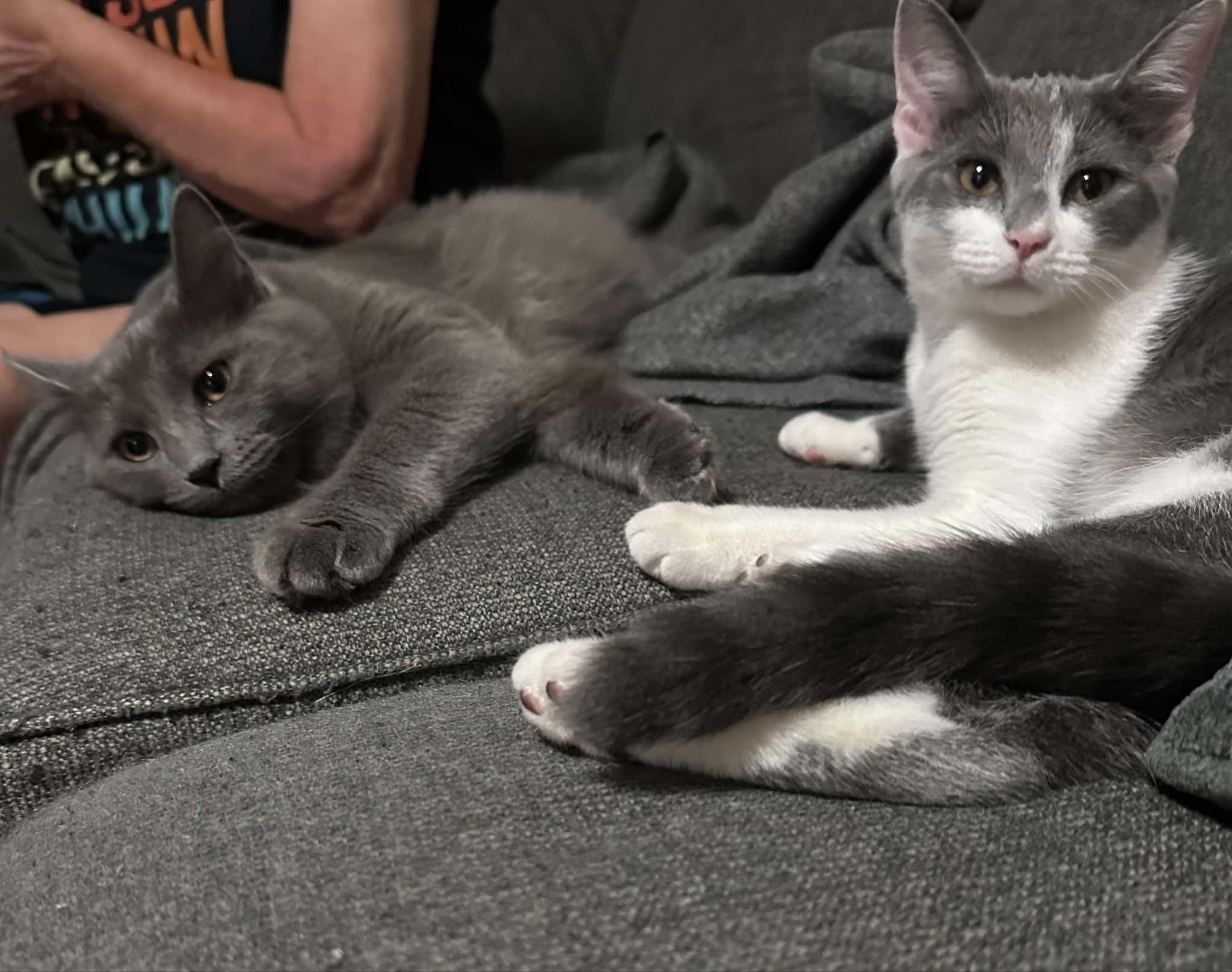 Trixie and Xena (Rehoming bonded pair)