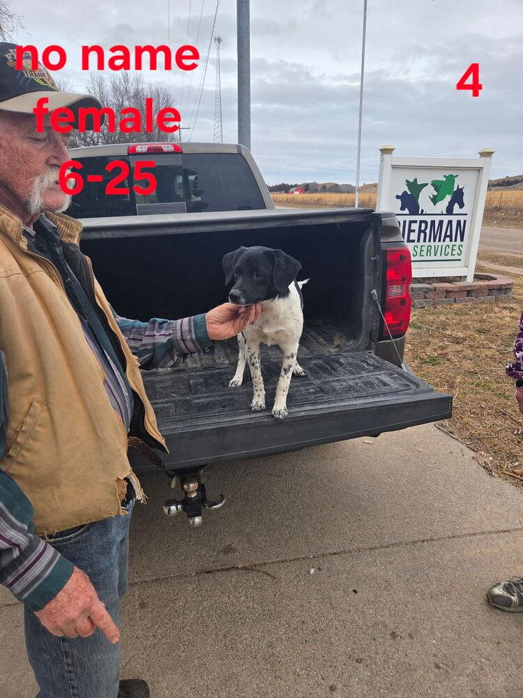 Enlarge Rum - fostered in Omaha, a Adoptable mixed breed in Shawnee Mission, KS image 1/3