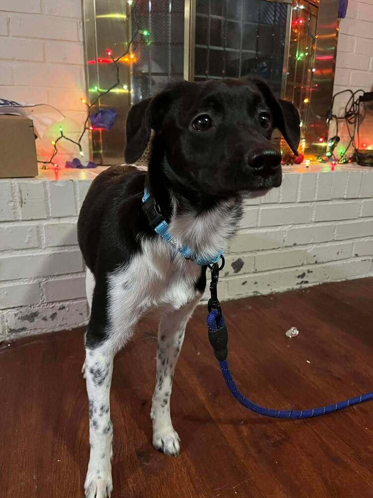 Enlarge Rum - fostered in Omaha, a Adoptable mixed breed in Shawnee Mission, KS image 2/3