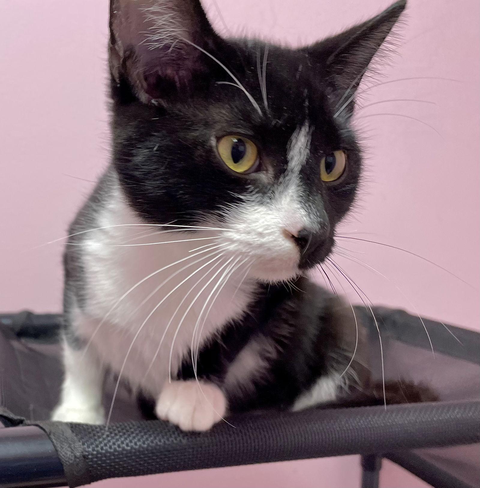 Americano - SP, Adopted, Young Male Domestic Short Hair.