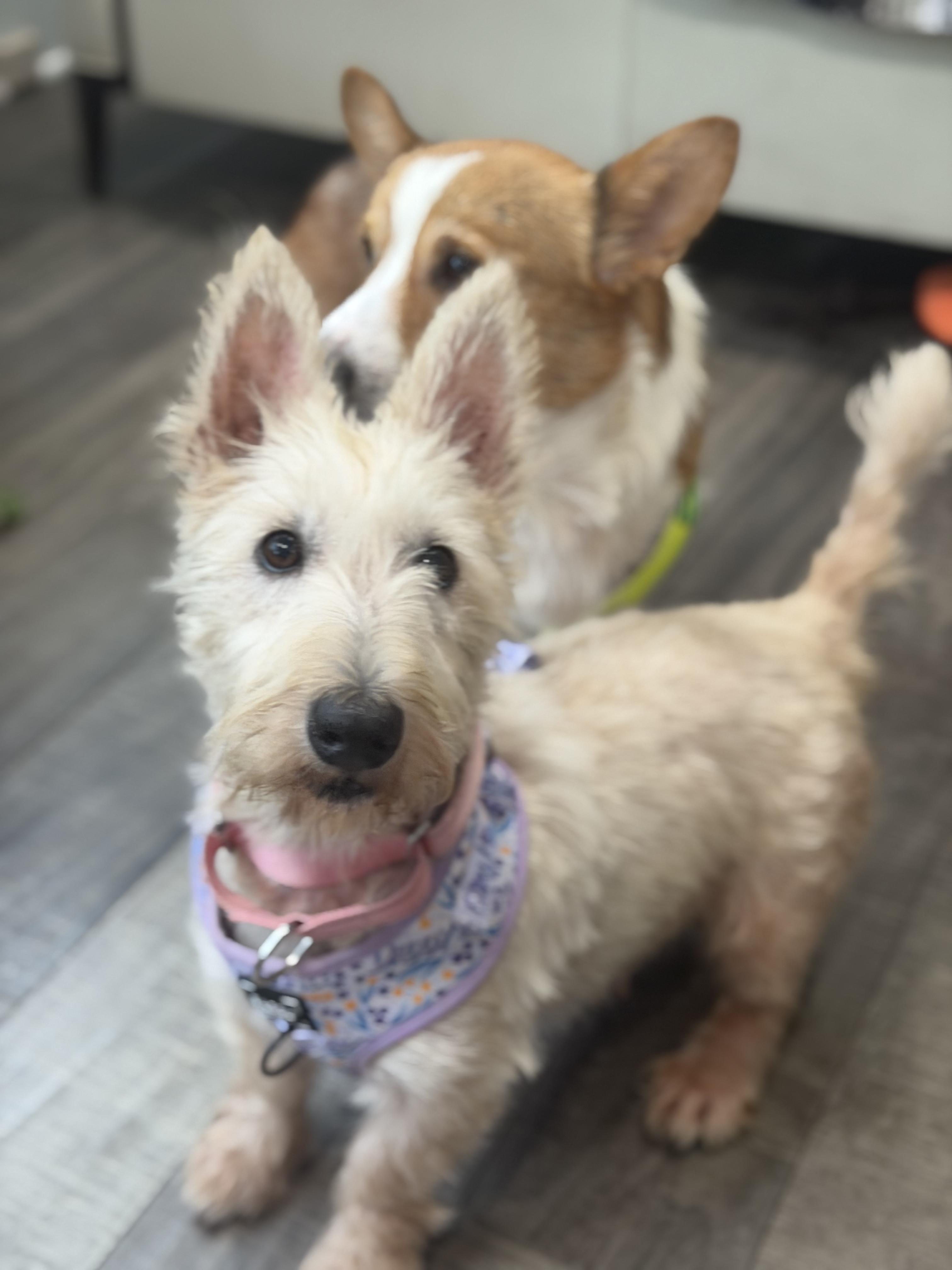 Matilda, a ADOPTABLE mixed breed in Mahwah, NJ image 1/6