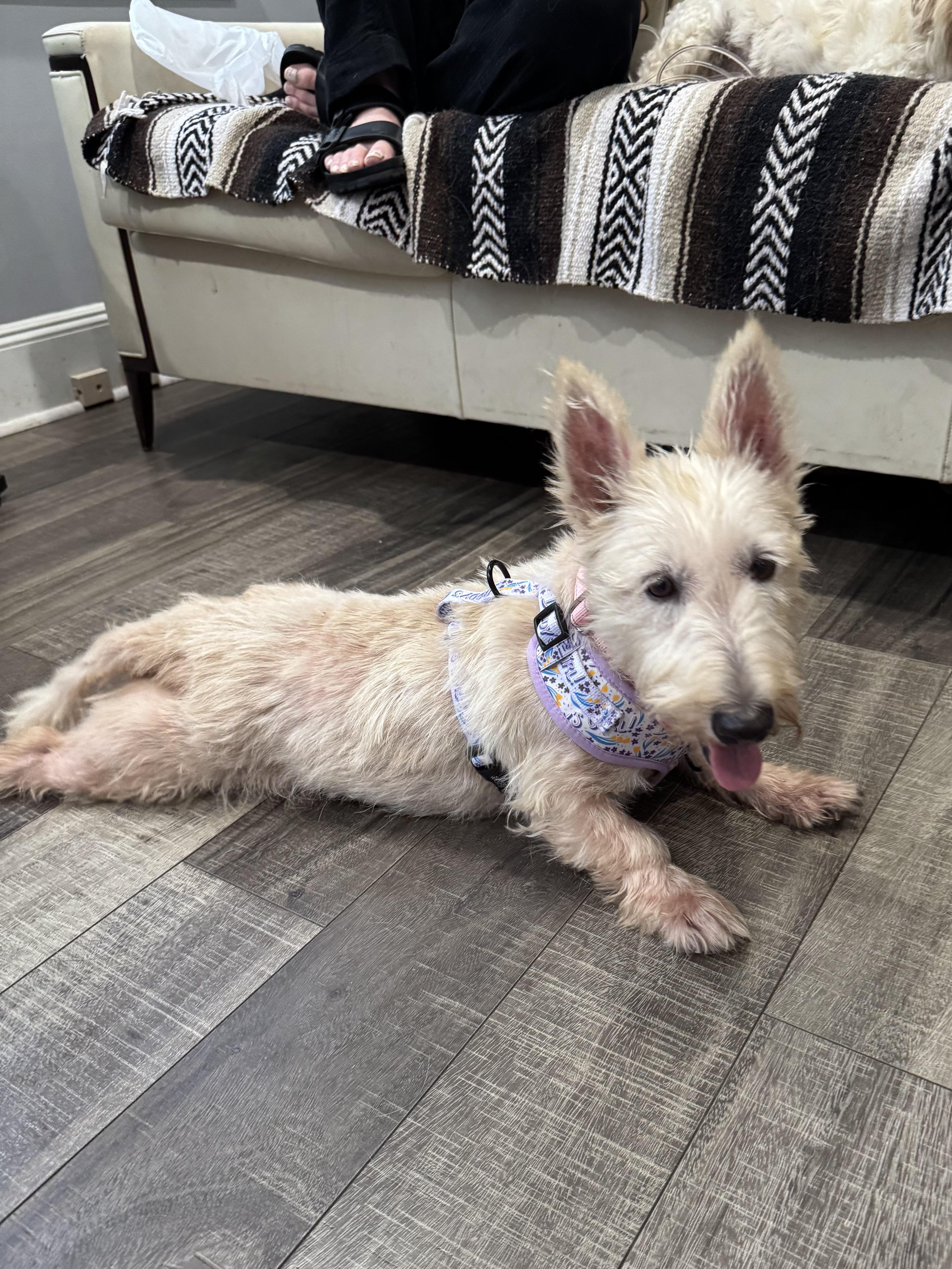 Matilda, a ADOPTABLE mixed breed in Mahwah, NJ image 2/6