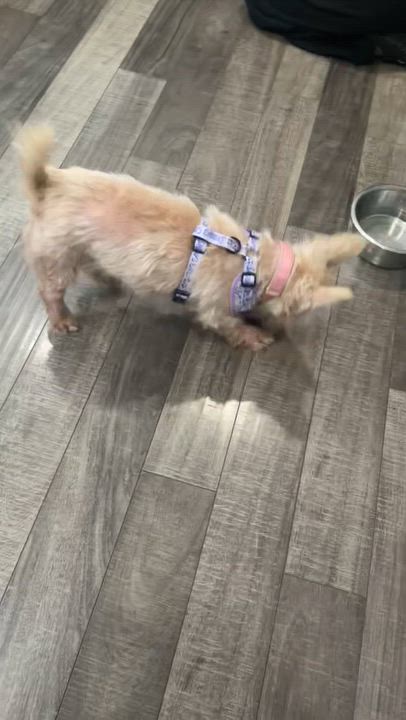 Enlarge Matilda, a ADOPTABLE mixed breed in Mahwah, NJ video 4/6