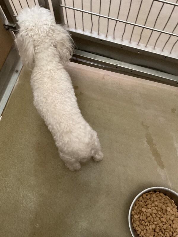 Enlarge Dakota, a Adoptable Miniature Poodle in Hobbs, NM image 1/4