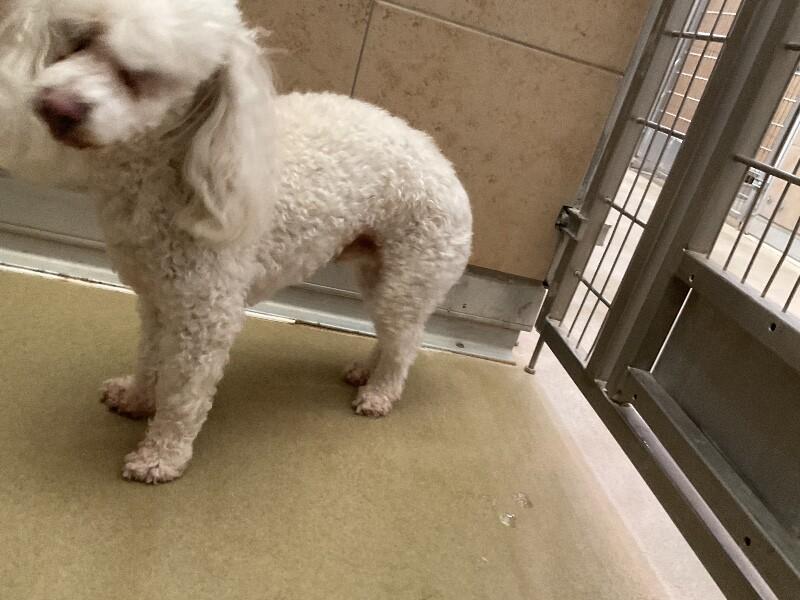 Enlarge Dakota, a Adoptable Miniature Poodle in Hobbs, NM image 2/4