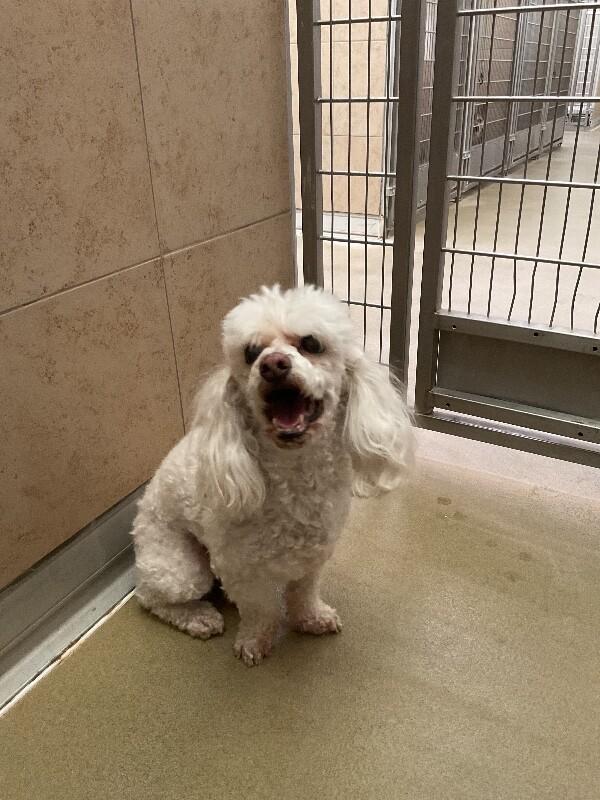 Enlarge Dakota, a Adoptable Miniature Poodle in Hobbs, NM image 3/4