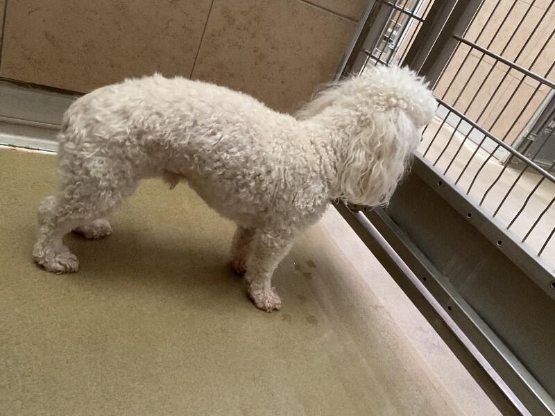 Enlarge Dakota, a Adoptable Miniature Poodle in Hobbs, NM image 4/4