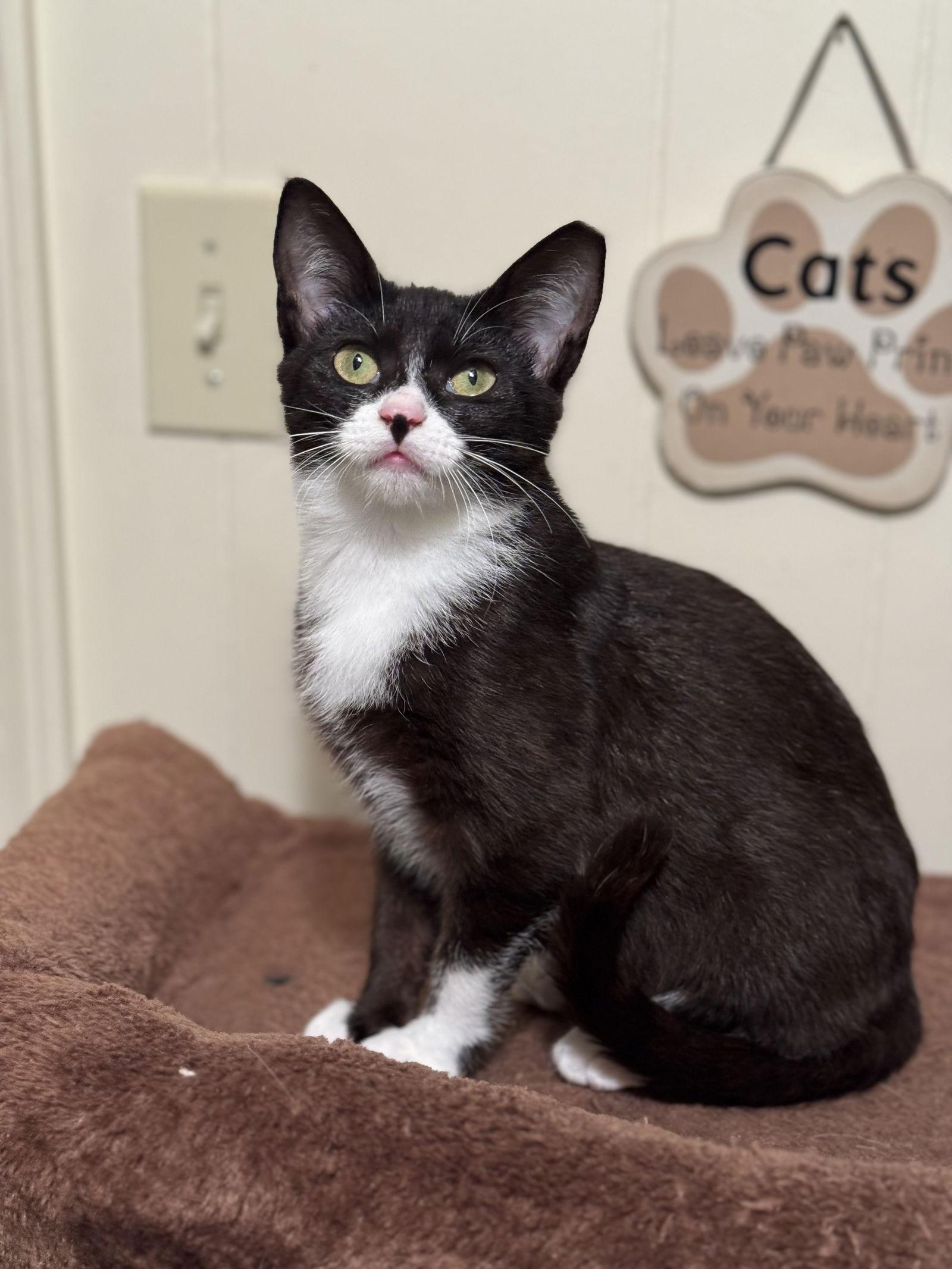 Penelope, Adoptable, Kitten Female Domestic Short Hair.