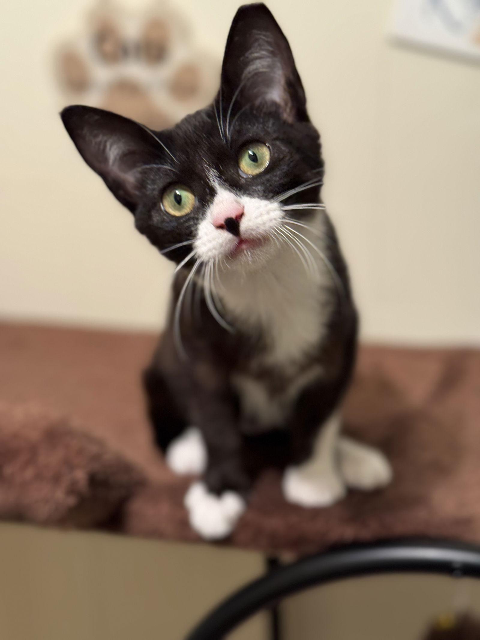 Enlarge Penelope, a Adoptable Domestic Short Hair in Hammond, LA image 2/3
