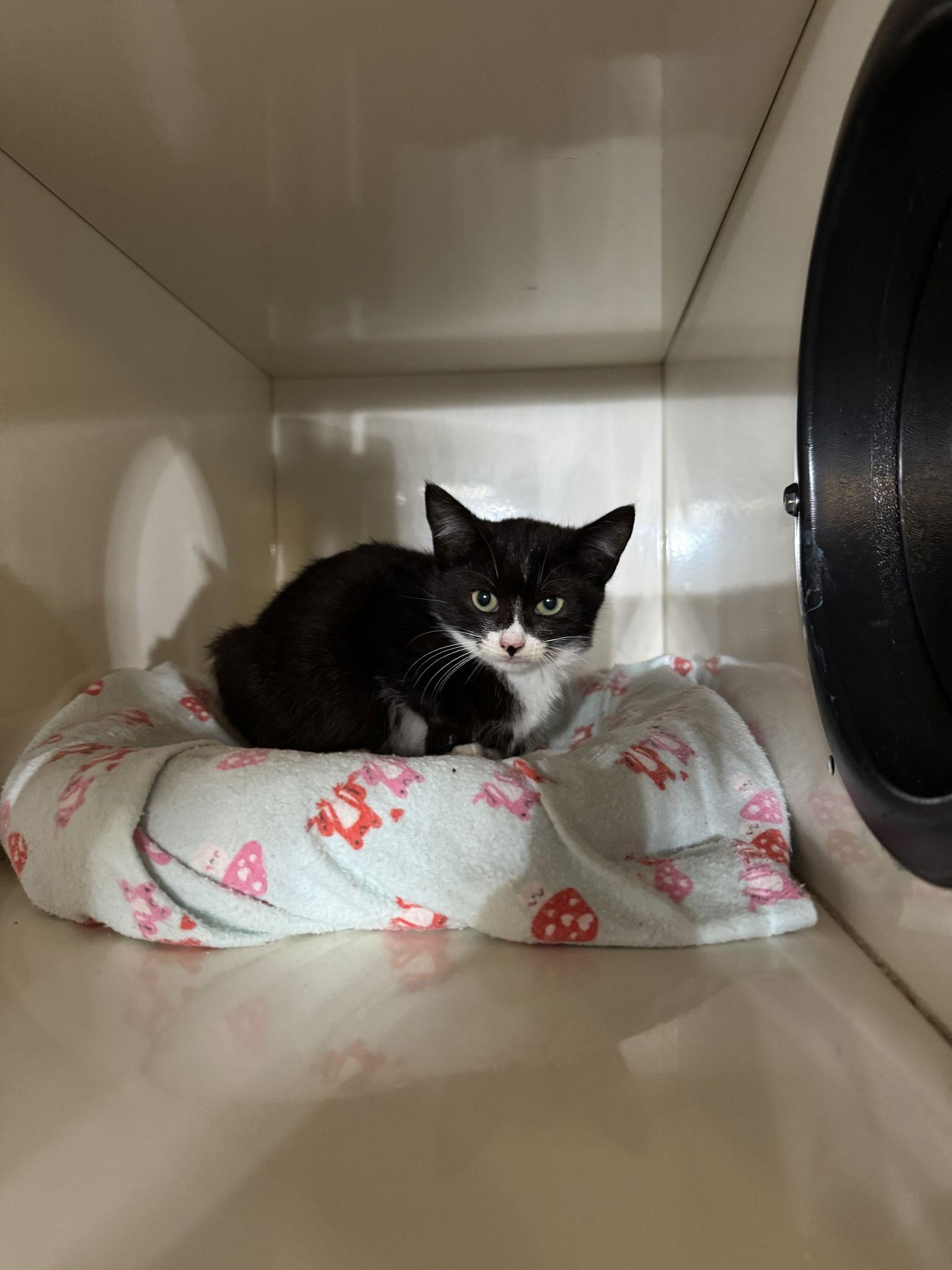 Enlarge Penelope, a Adoptable Domestic Short Hair in Hammond, LA image 1/1