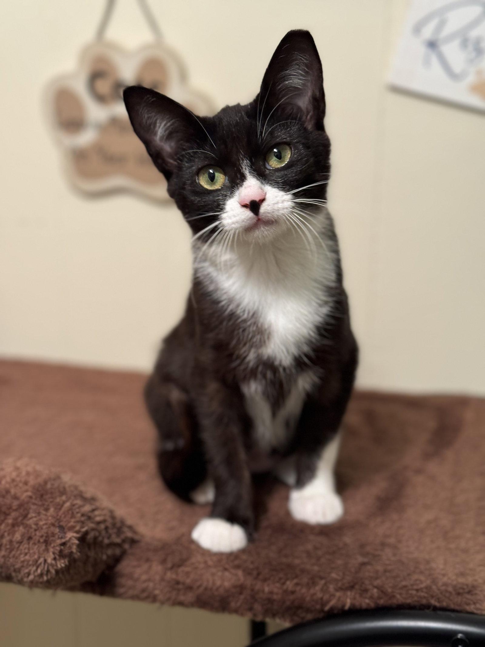 Enlarge Penelope, a Adoptable Domestic Short Hair in Hammond, LA image 3/3