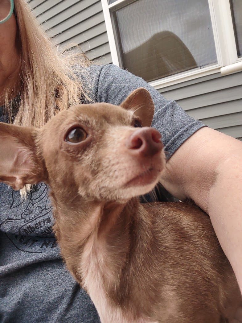 Coco Pebbles, a Adopted Chihuahua in Dayton, OH image 1/4