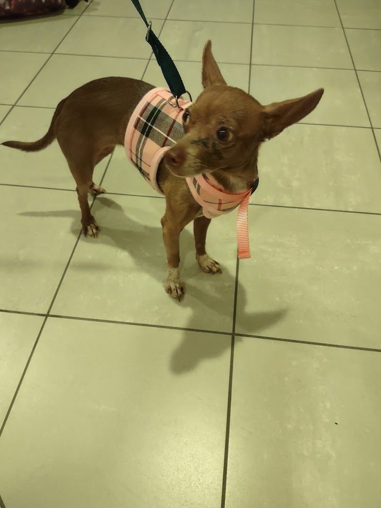 Coco Pebbles, a Adopted Chihuahua in Dayton, OH image 2/4