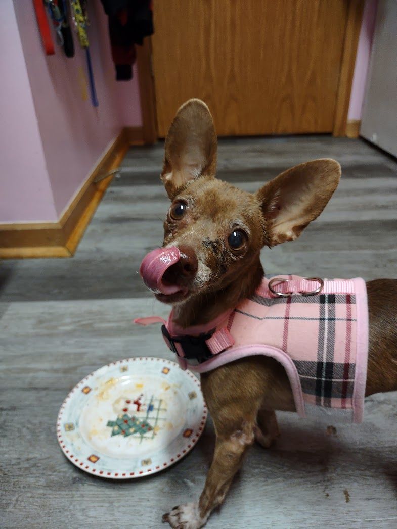 Coco Pebbles, a Adopted Chihuahua in Dayton, OH image 3/4