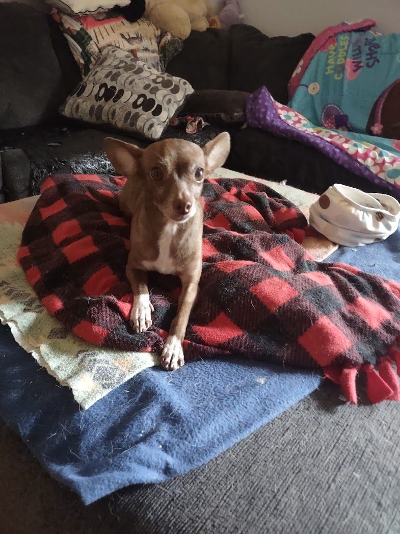 Coco Pebbles, a Adopted Chihuahua in Dayton, OH image 4/4