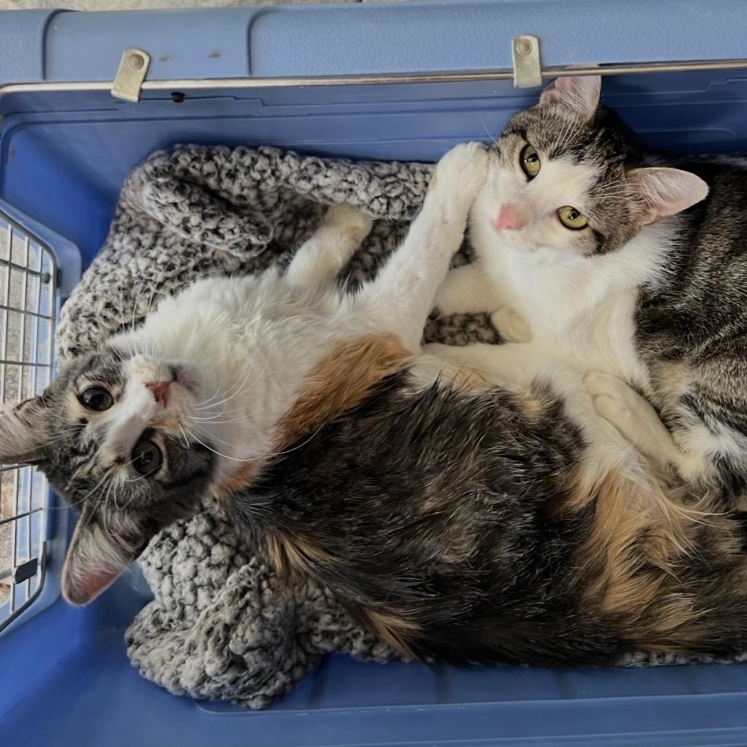 Enlarge Mel & Misty Groth *Bonded pair, a ADOPTABLE Domestic Medium Hair in Denver, CO image 5/5