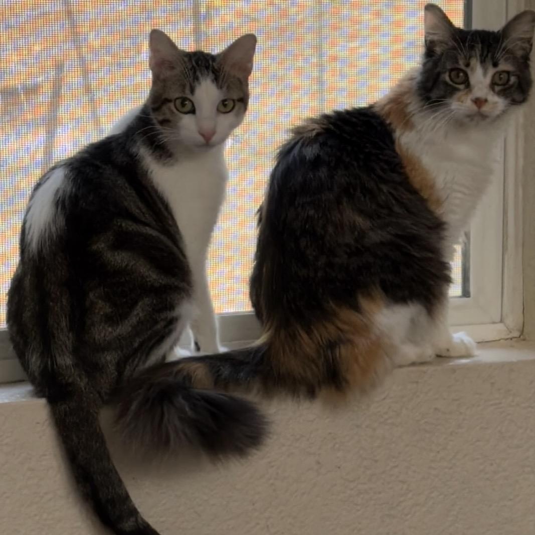 Enlarge Mel & Misty Groth *Bonded pair, a ADOPTABLE Domestic Medium Hair in Denver, CO image 4/5