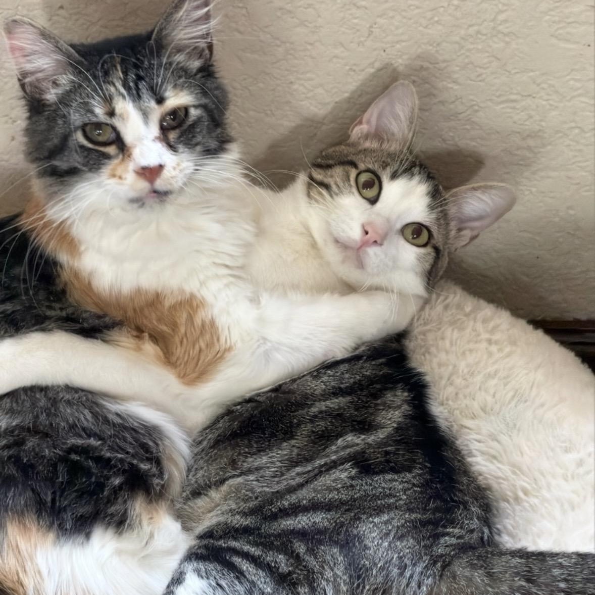 Enlarge Mel & Misty Groth *Bonded pair, a ADOPTABLE Domestic Medium Hair in Denver, CO image 3/5