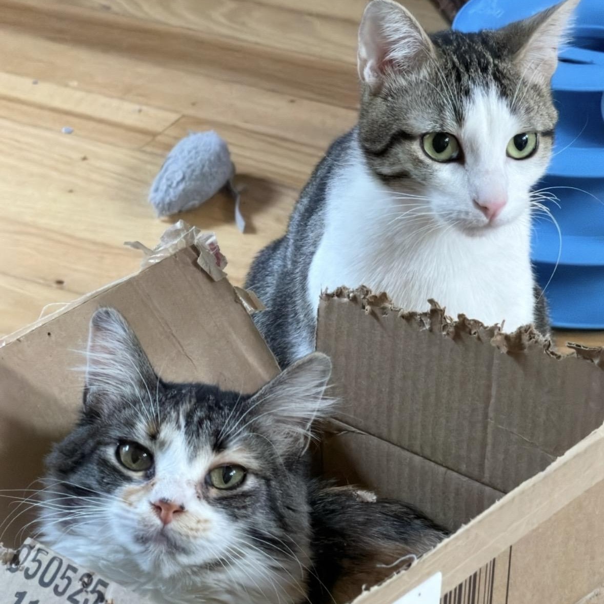 Enlarge Mel & Misty Groth *Bonded pair, a ADOPTABLE Domestic Medium Hair in Denver, CO image 2/5