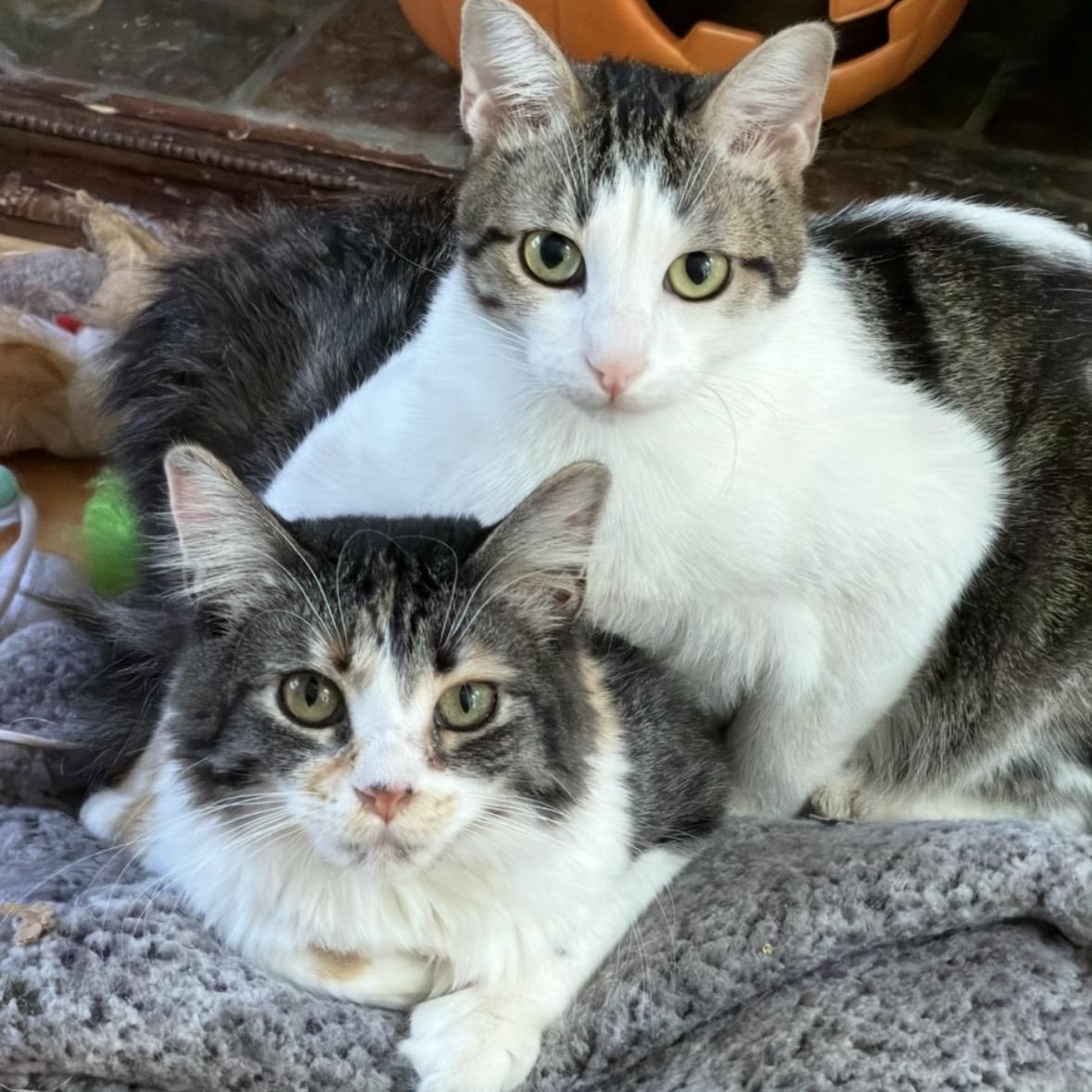 Enlarge Mel & Misty Groth *Bonded pair, a ADOPTABLE Domestic Medium Hair in Denver, CO image 1/5