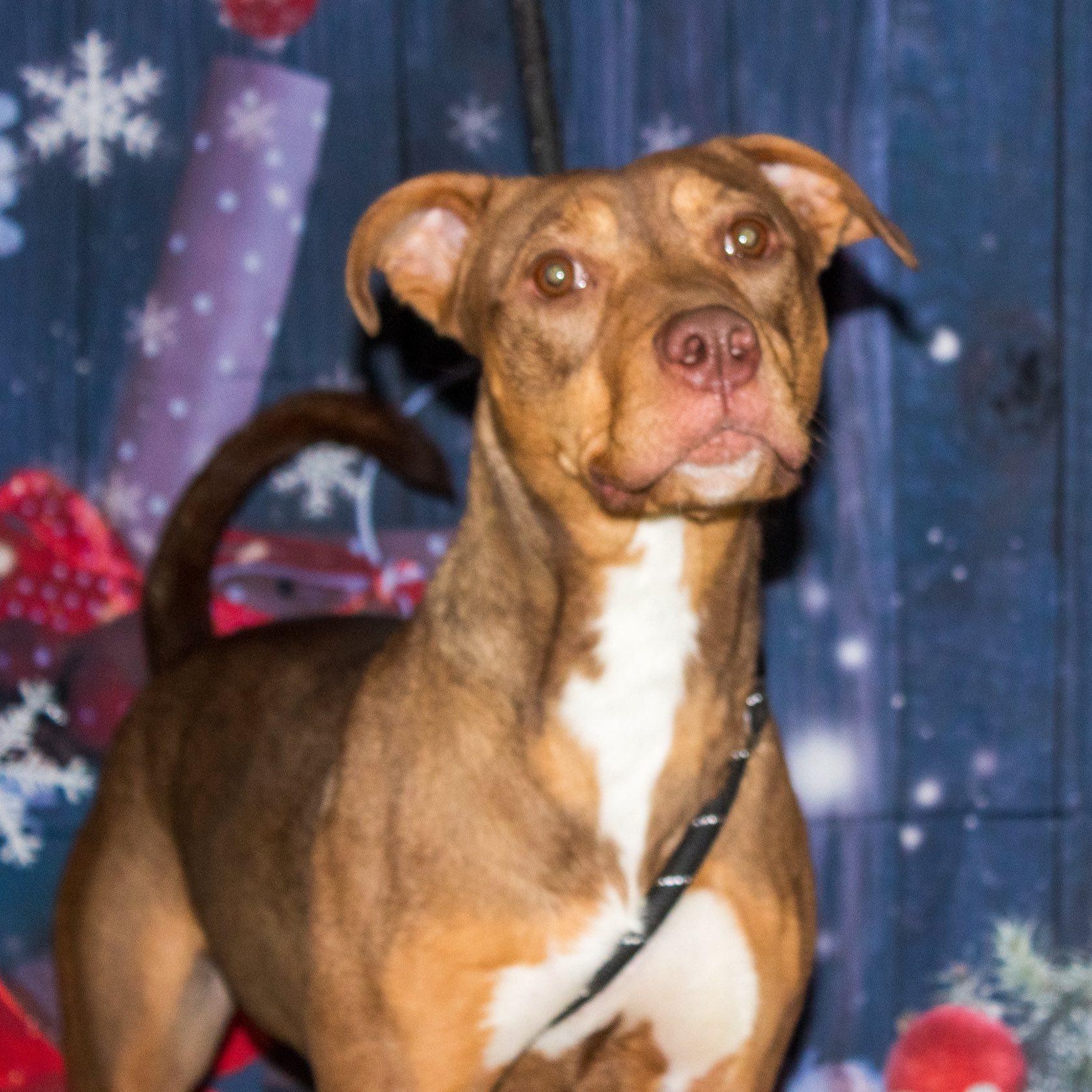 Enlarge Stacy, a Adoptable mixed breed in Muncie, IN image 1/6