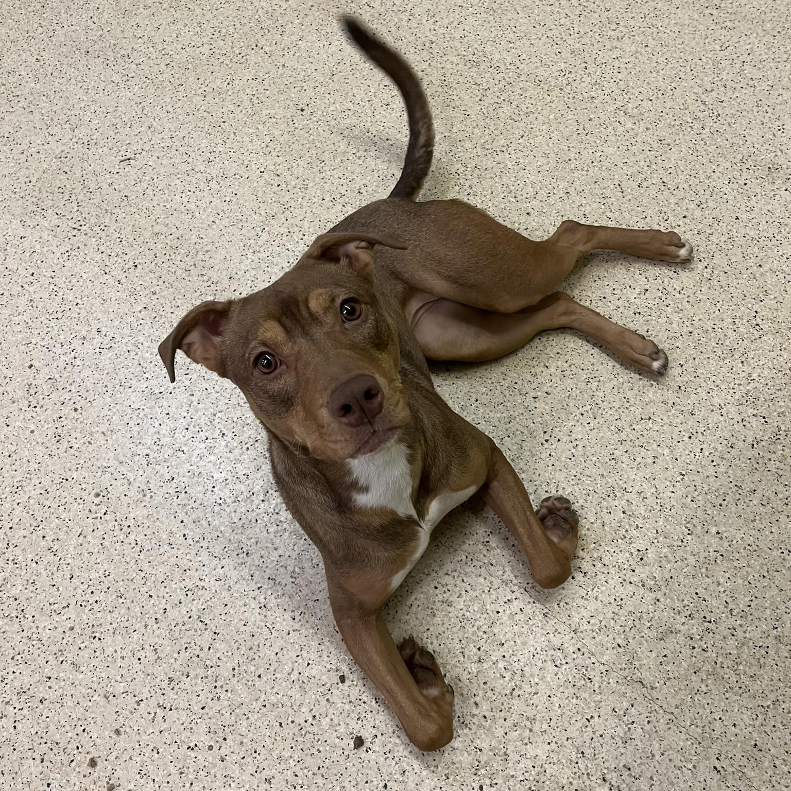 Enlarge Stacy, a Adoptable mixed breed in Muncie, IN image 2/6