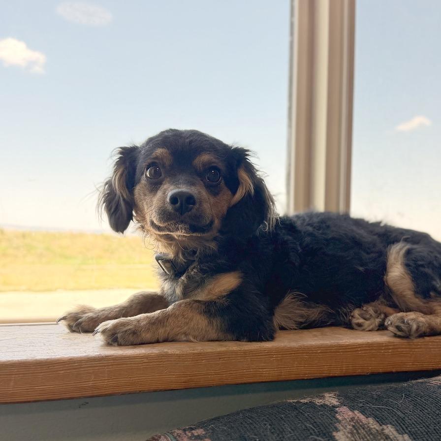 Binky Boo Boo, Adoptable, Adult Male Miniature Dachshund & Terrier.