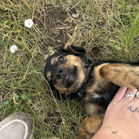 Binky Boo Boo, a Adoptable mixed breed in Driggs, ID image 2/6