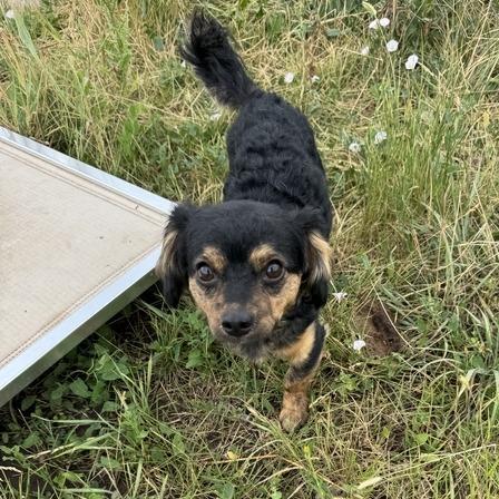 Binky Boo Boo, a Adoptable mixed breed in Driggs, ID image 3/6