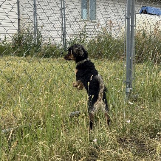 Binky Boo Boo, a Adoptable mixed breed in Driggs, ID image 4/6