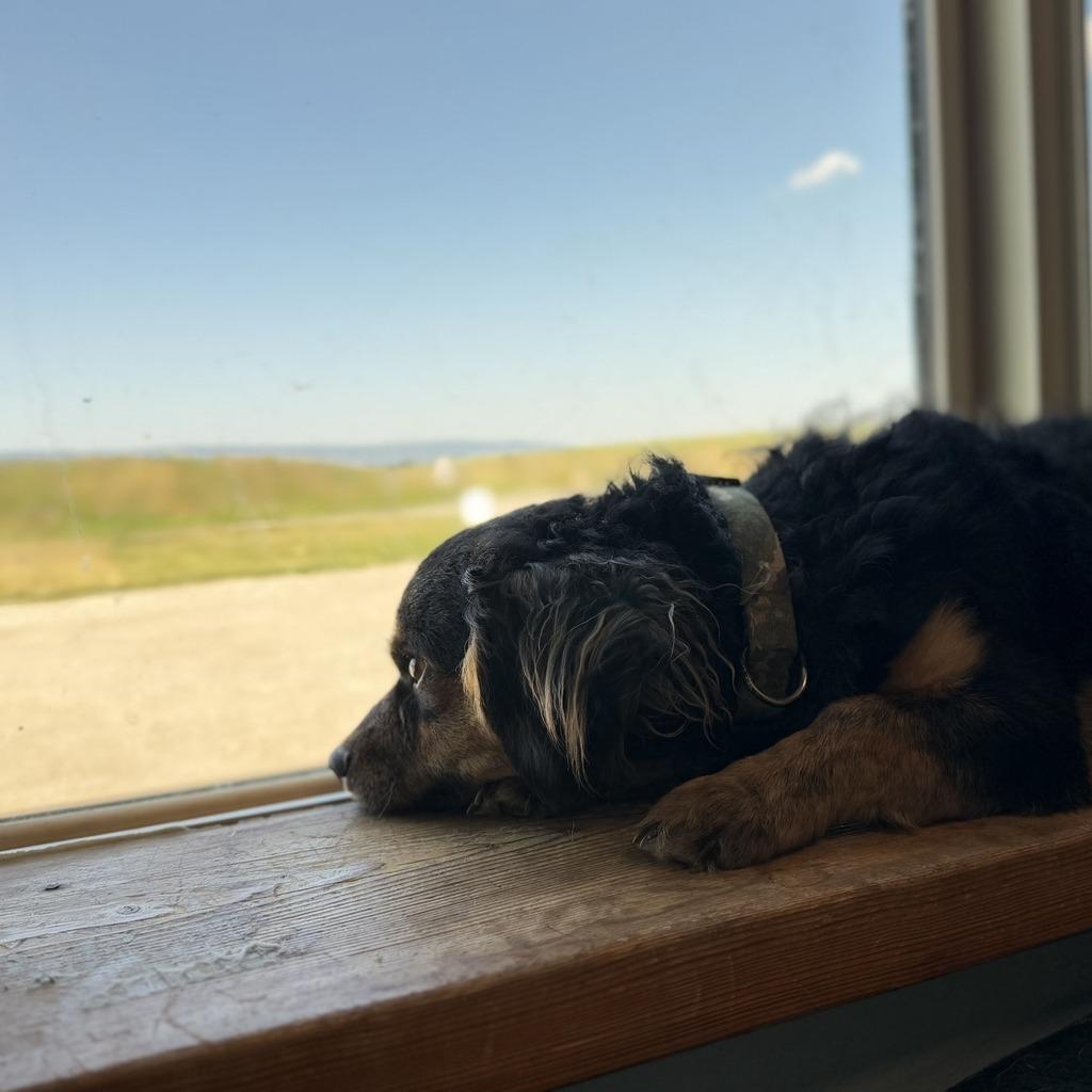 Binky Boo Boo, a Adoptable mixed breed in Driggs, ID image 5/6