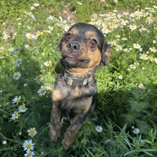 Binky Boo Boo, a Adoptable mixed breed in Driggs, ID image 6/6