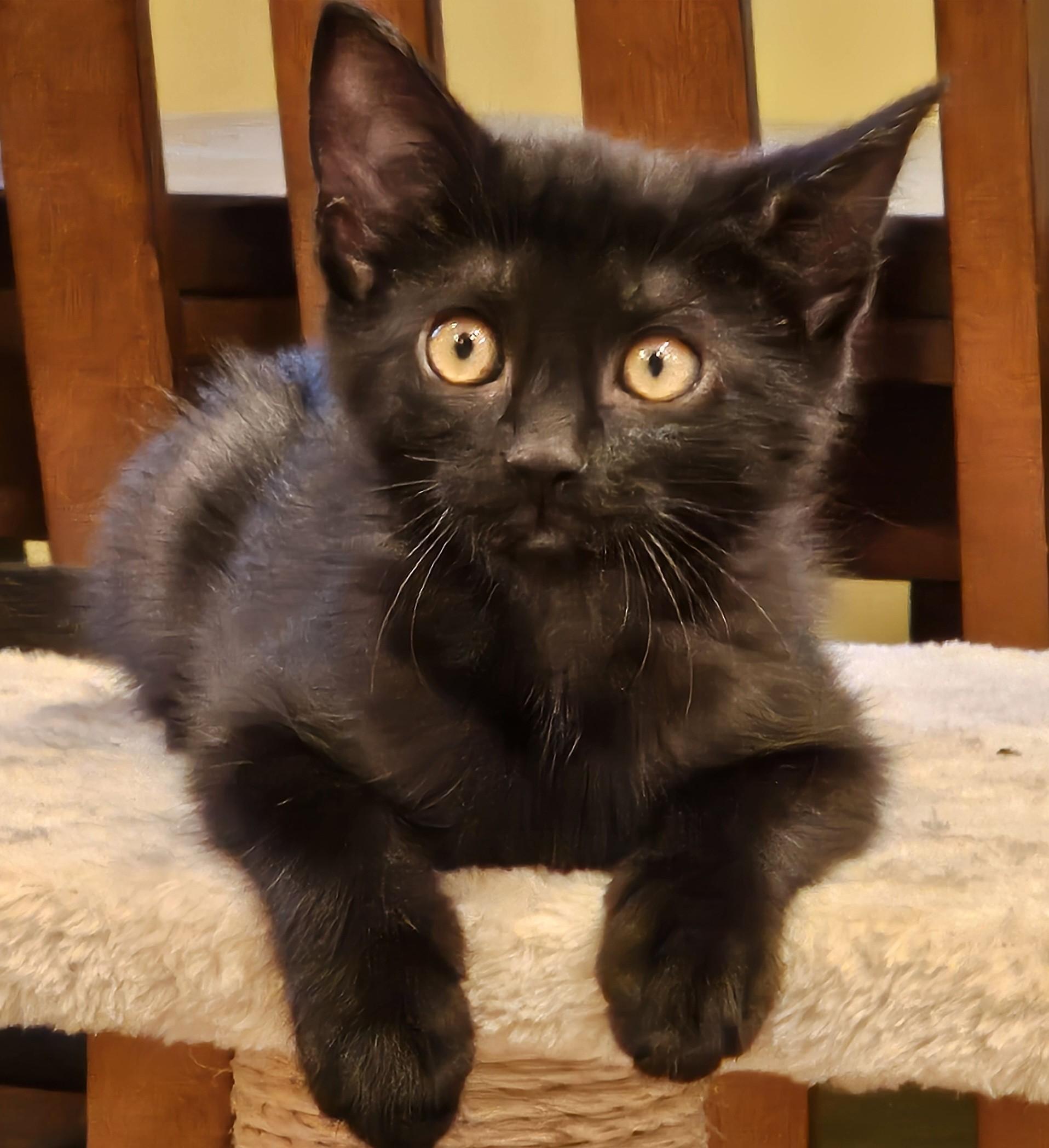 Enlarge Langdon - sweet little black kitten in foster care playful and affectionate, an adopted Domestic Short Hair in Mendham, NJ image 1/1