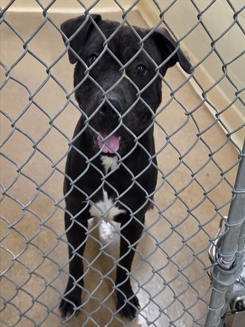 LUNA, Adoptable, Young Female Pit Bull Terrier & Mixed Breed.