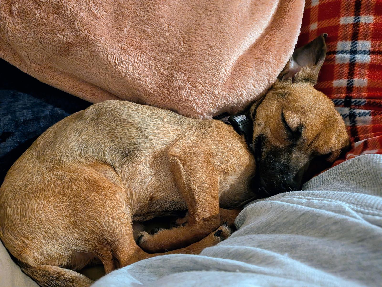 Enlarge Bonbon, a Adopted mixed breed in Bothell, WA image 1/3