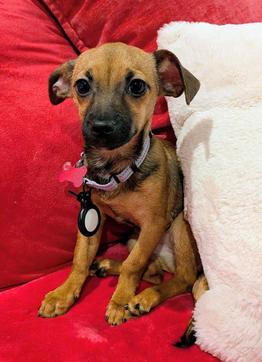 Enlarge Bonbon, a Adopted mixed breed in Bothell, WA image 2/3