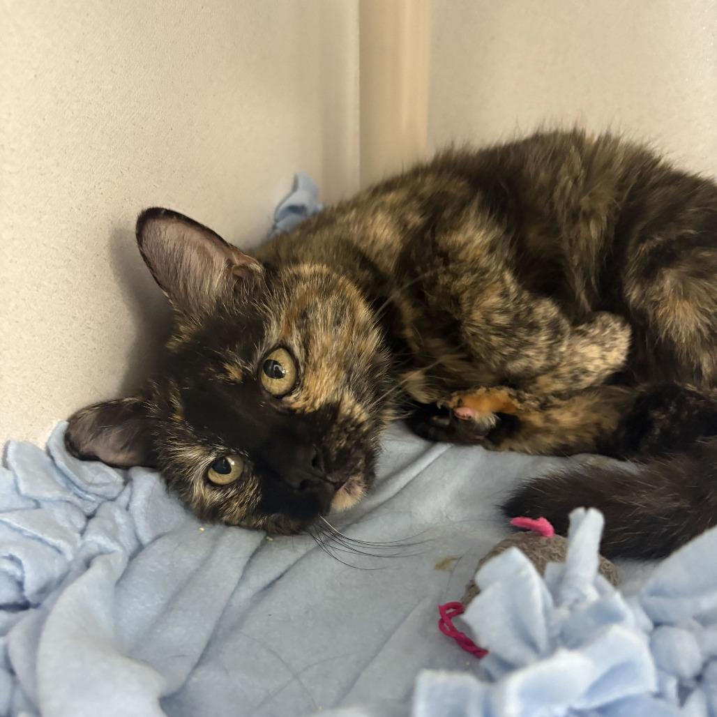 Addie 2.0, Adoptable, Senior Female Domestic Short Hair.