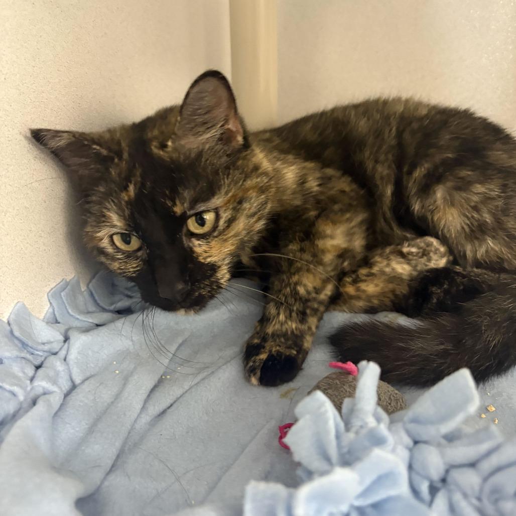 Enlarge Addie 2.0, a Adoptable Domestic Short Hair in Dover, NH image 2/6