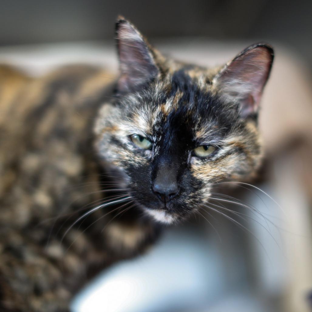 Enlarge Addie 2.0, a Adoptable Domestic Short Hair in Dover, NH image 3/6
