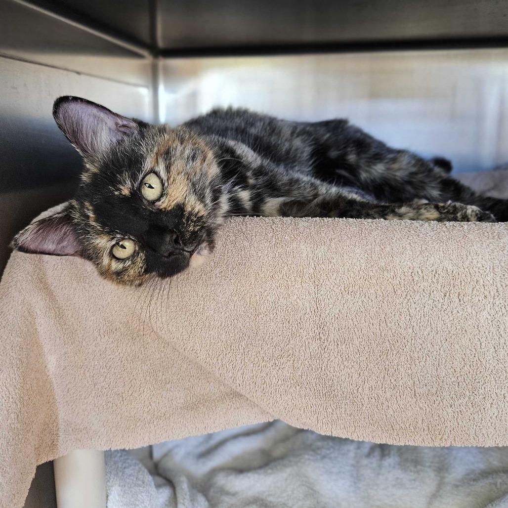 Enlarge Addie 2.0, a Adoptable Domestic Short Hair in Dover, NH image 4/6