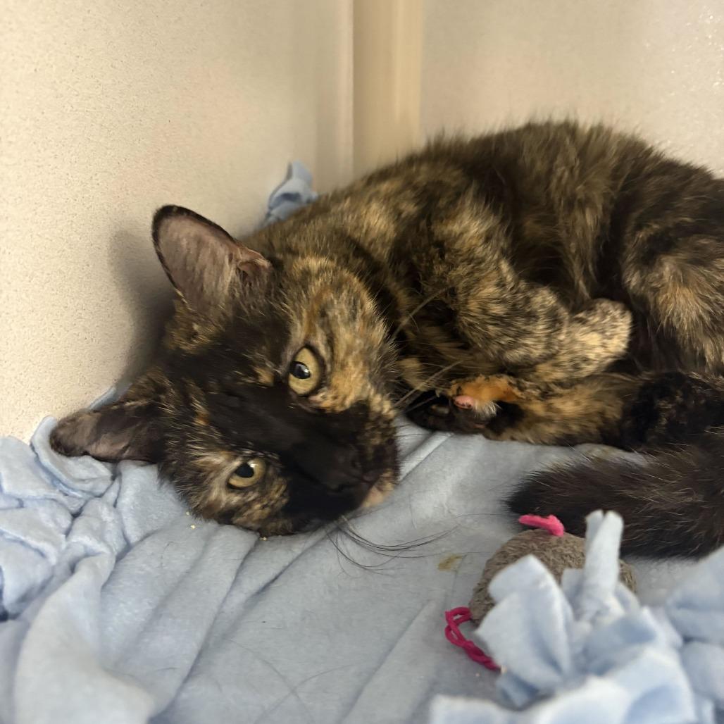 Enlarge Addie 2.0, a Adoptable Domestic Short Hair in Dover, NH image 5/6