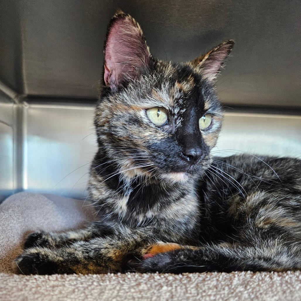 Enlarge Addie 2.0, a Adoptable Domestic Short Hair in Dover, NH image 6/6