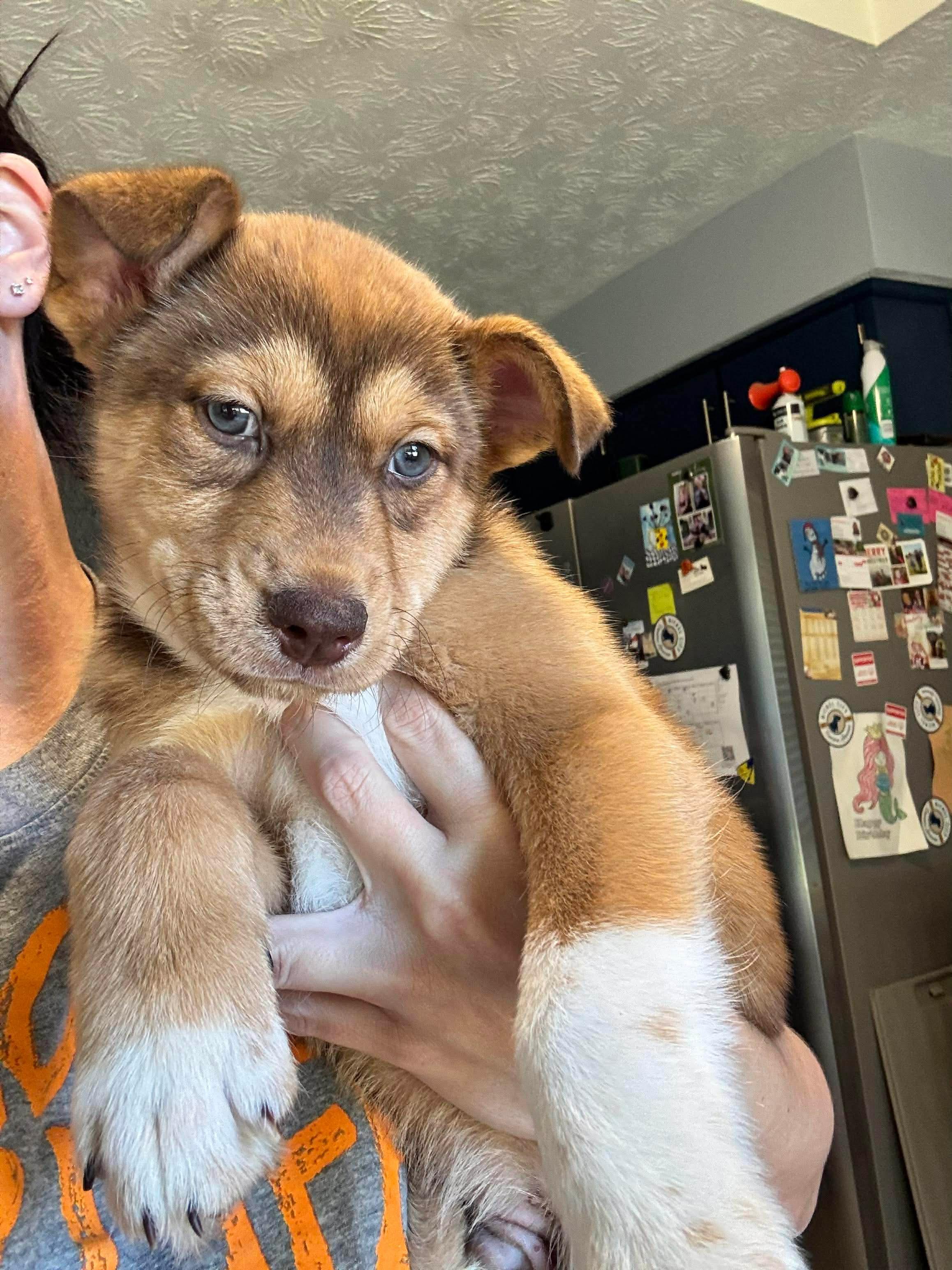 Onion, Adoptable, Puppy Male Pit Bull Terrier & Husky.