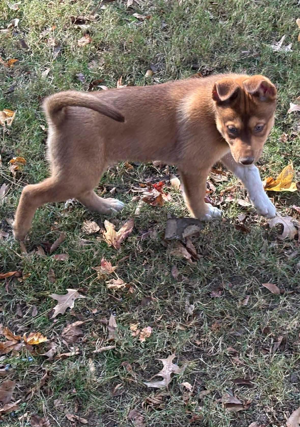 Enlarge Onion, an adoption pending mixed breed in Crystal Lake, IL image 2/3