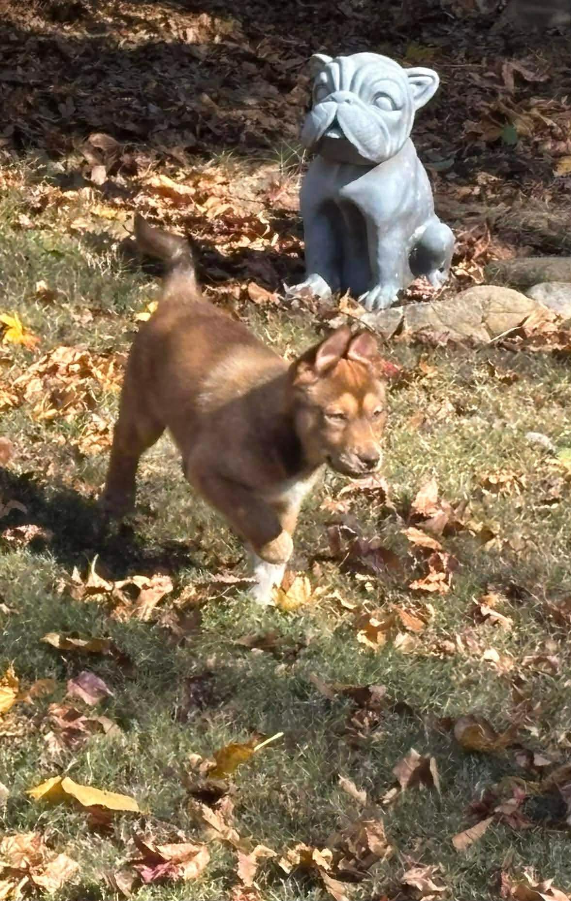 Enlarge Onion, an adoption pending mixed breed in Crystal Lake, IL image 3/3