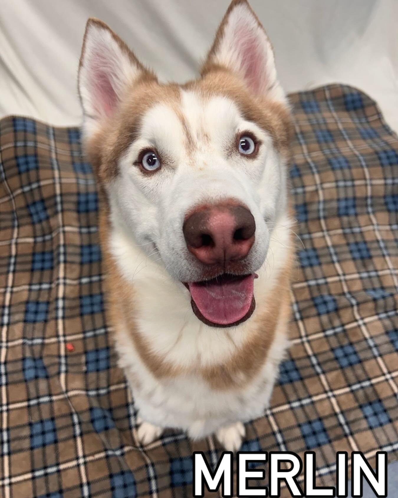 Enlarge Merlin Tag #1254, a ADOPTABLE Husky in Central Islip, NY image 1/1