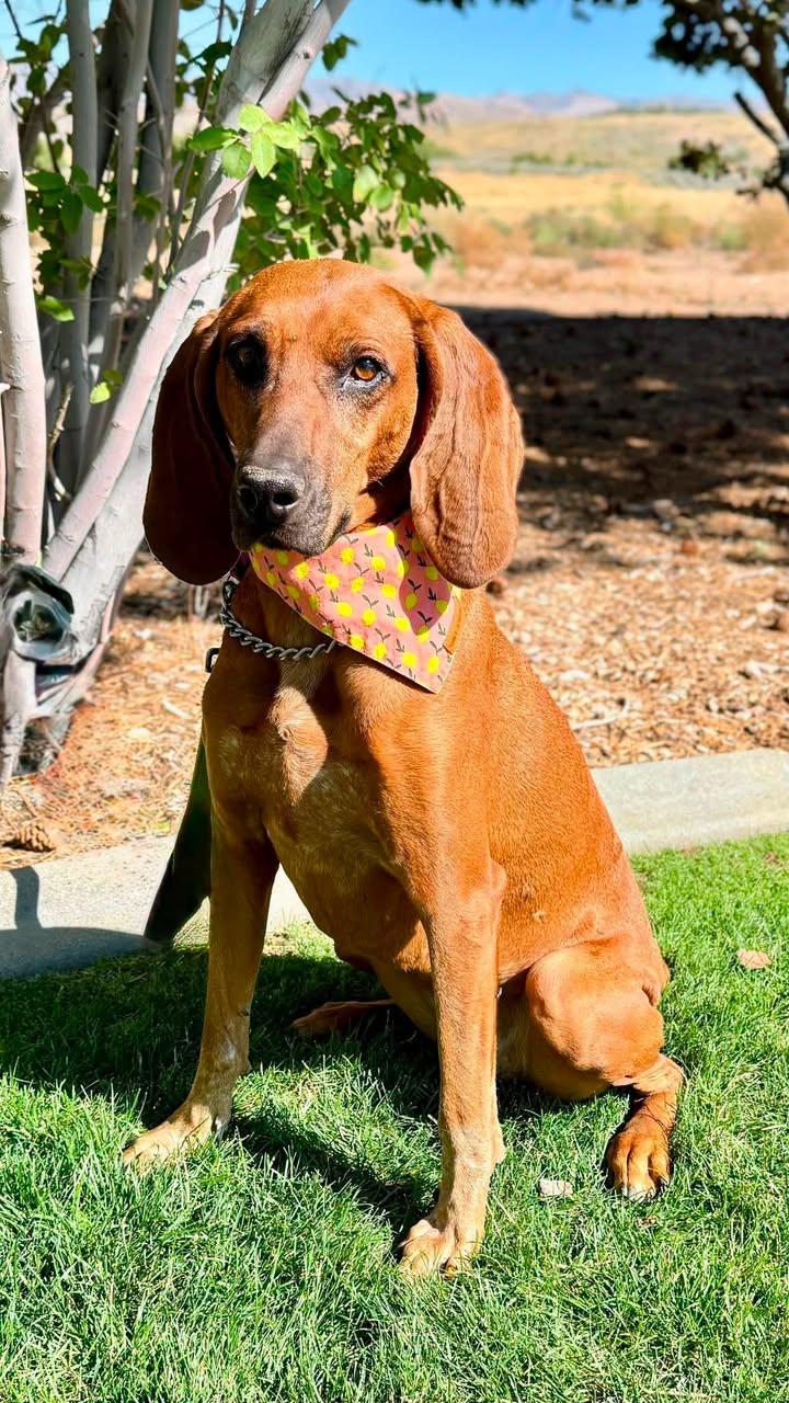 Princess Leia, adopted, Adult Female Hound.